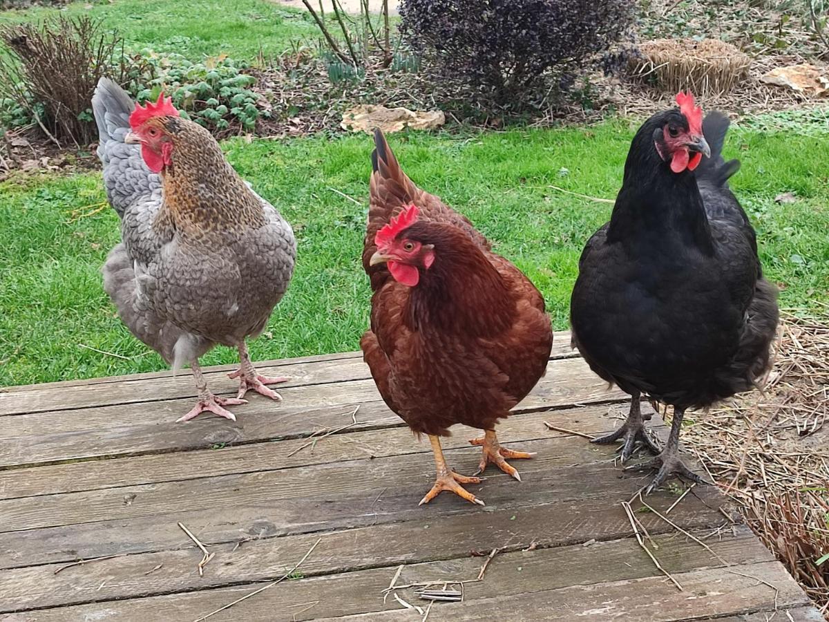 Au Jardin De La Marquetterie Villa Cigogne Eksteriør billede