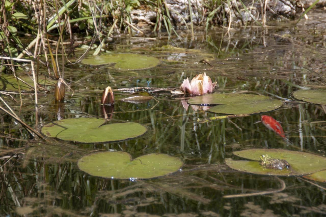Au Jardin De La Marquetterie Villa Cigogne Eksteriør billede