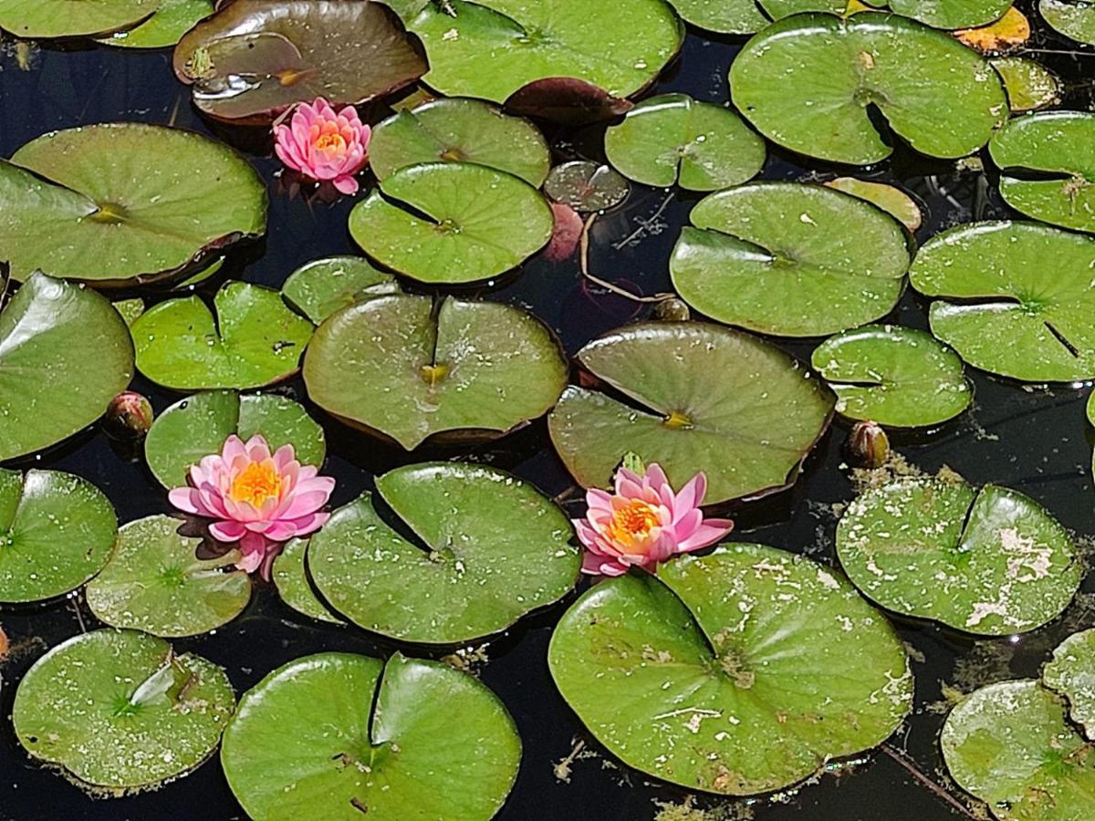 Au Jardin De La Marquetterie Villa Cigogne Eksteriør billede