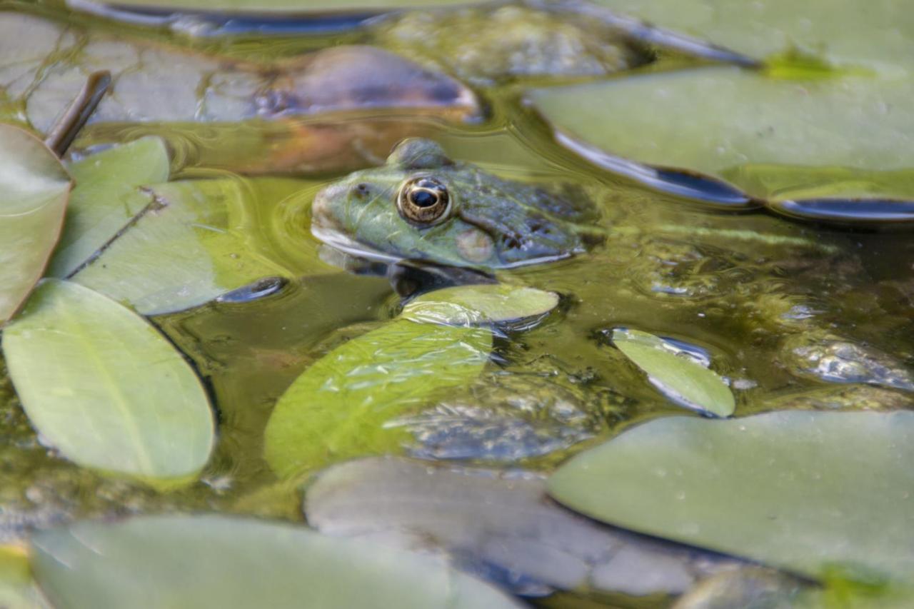 Au Jardin De La Marquetterie Villa Cigogne Eksteriør billede